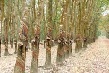 Giá cao su kỳ hạn tại Tokyo ngày 28/9 tăng cao 